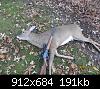 Click image for larger version

Name:	deer1.JPG
Views:	763
Size:	190.5 KB
ID:	12095