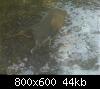 Click image for larger version

Name:	Deer.jpg
Views:	1044
Size:	44.5 KB
ID:	9454